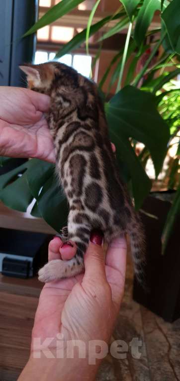 Кошки в Москве: Бенгальская девочка  Девочка, 60 000 руб. - фото 2