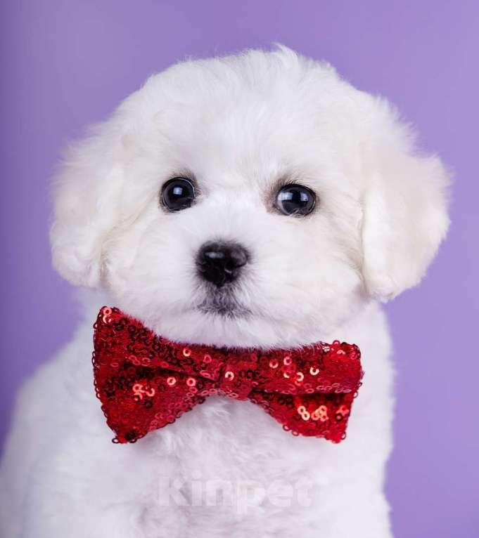 Собаки в Нижнем Новгороде: Милашки девочки из питомника Бишон Фризе Девочка, Бесплатно - фото 3