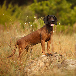 Баварская горная гончая