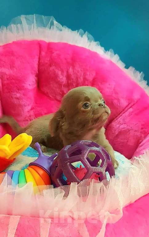 Собаки в Новосибирске: Лиловый длинношерстный мини-мальчик! Мальчик, Бесплатно - фото 1