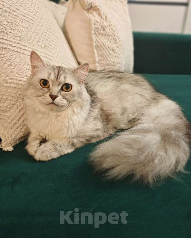 Кошки в Москве: Длинношертсная шотландская кошечка Девочка, 15 000 руб. - фото 6