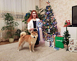 Собаки в Казани: Кобель сиба ину для вязки. Мальчик, 25 000 руб. - фото 1