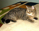 Кошки в Семенове: Шотландские котята, Бесплатно - фото 5