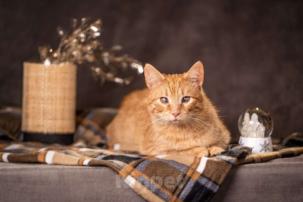 Кошки в Клине: Руби — робкая кошечка Девочка, Бесплатно - фото 1