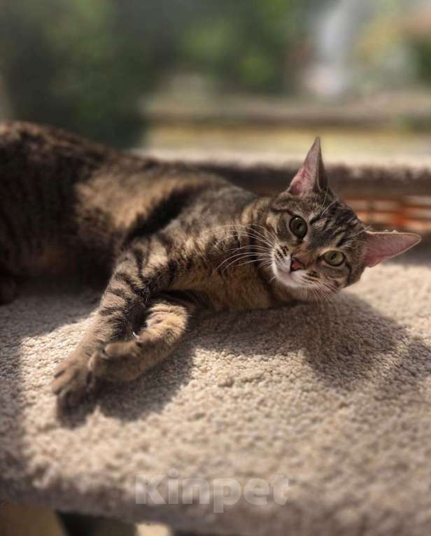 Кошки в Москве: Ласковая кошечка в поисках любящей семьи! Девочка, Бесплатно - фото 2
