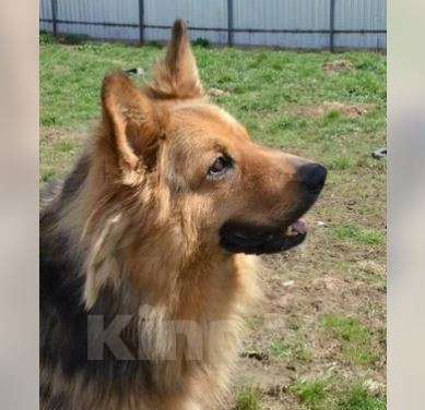 Собаки в Москве: Геракл Мальчик, Бесплатно - фото 3