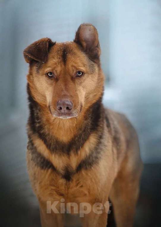 Собаки в Санкт-Петербурге: Гордый защитник и добрый друг для всей семьи Мальчик, Бесплатно - фото 4