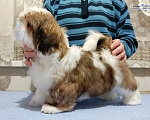 Собаки в Москве: Ши-тцу красивый мальчик. Мальчик, Бесплатно - фото 3