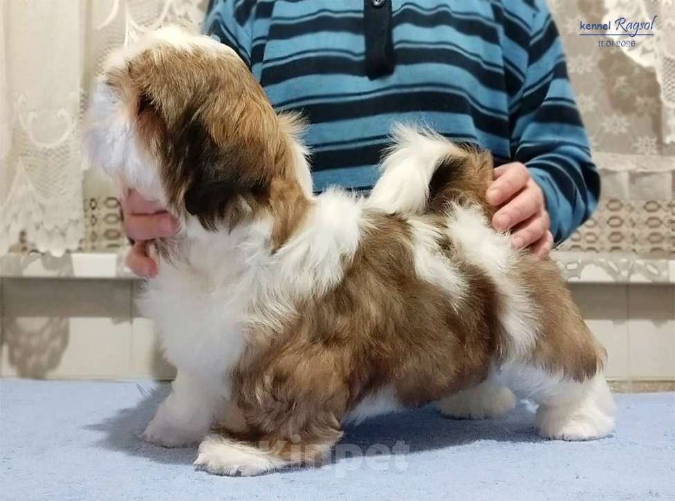 Собаки в Москве: Ши-тцу красивый мальчик. Мальчик, Бесплатно - фото 3