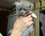 Кошки в Ступино: Котенок в добрые руки Девочка, Бесплатно - фото 1