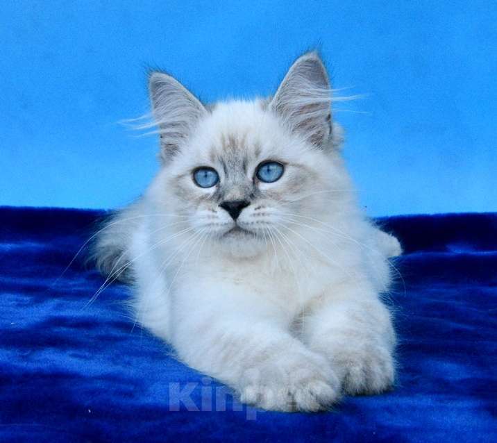 Кошки в Москве: Синеглазый красавец Мальчик, 50 000 руб. - фото 9