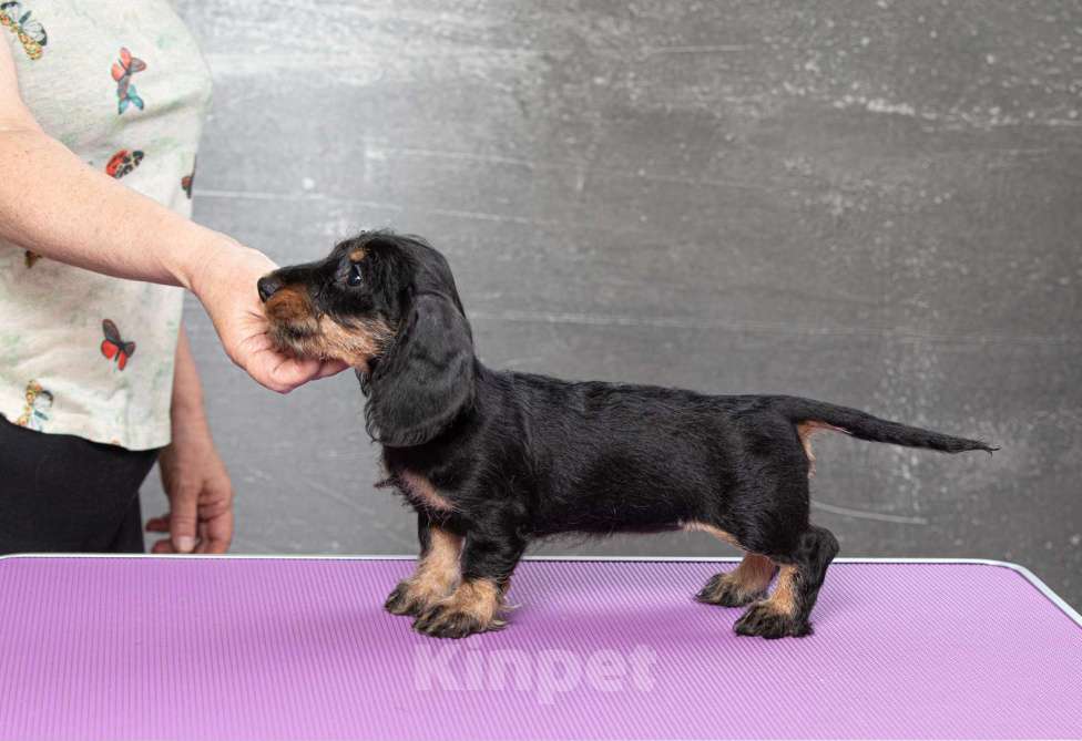 Собаки в Москве: Щенок таксы миниатюрной жесткошерстной, девочка Девочка, 50 000 руб. - фото 4