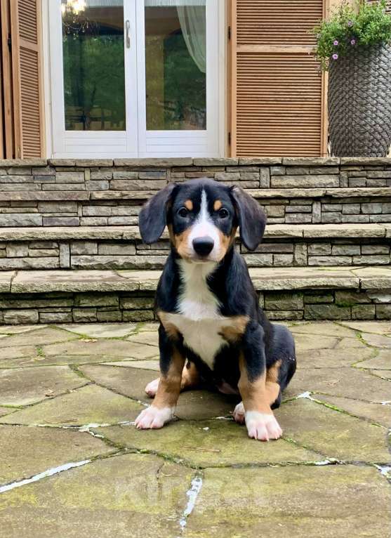 Собаки в Москве: Щенки энтлебухера зенненхунда в Москве  Девочка, Бесплатно - фото 1