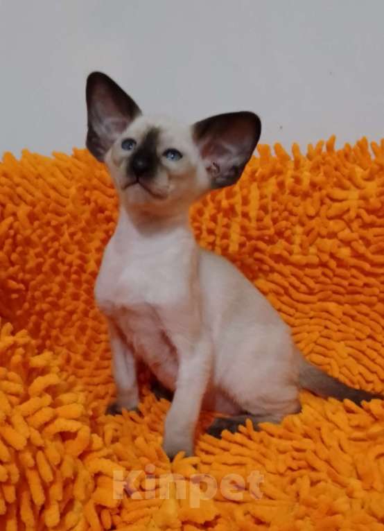 Кошки в Екатеринбурге: Ориентальный котёнок Мальчик, 60 000 руб. - фото 3