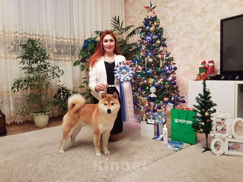 Собаки в Казани: Кобель сиба ину для вязки. Мальчик, 25 000 руб. - фото 1