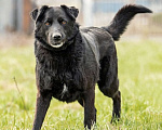 Собаки в Москве: Бывшедомашний пес Нуар, фенотип лабрадора в добрые руки Мальчик, Бесплатно - фото 1