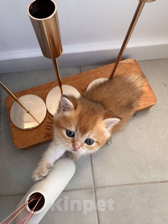 Кошки в других городах Московской области: Новогодние британские котята Мальчик, 50 000 руб. - фото 4