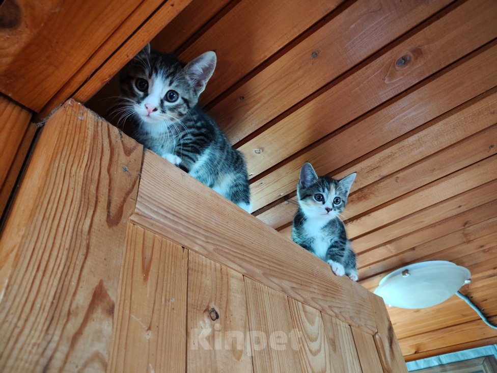 Кошки в Москве: Котята в добрые руки Разнополые, Бесплатно - фото 5