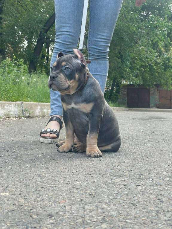 Собаки в Черногорске: Американский булли девочки  Девочка, 100 000 руб. - фото 3