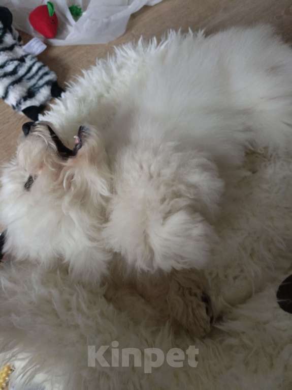 Собаки в Балашихе: Бишон фризе щенок Мальчик, 40 000 руб. - фото 4