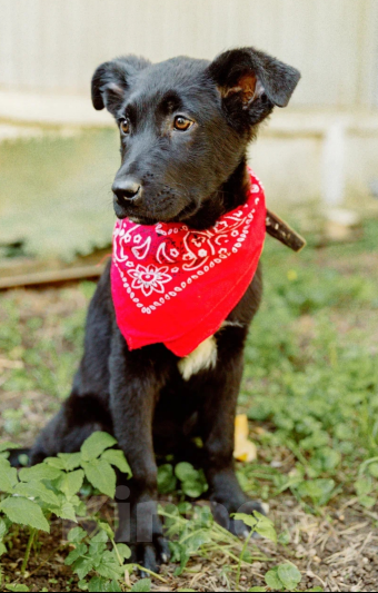 Собаки в Москве: Щенок 4 месяца метис лабрадора  Девочка, Бесплатно - фото 2