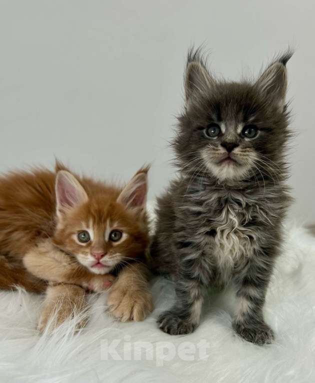 Кошки в Екатеринбурге: Голубой мальчик Мальчик, 55 000 руб. - фото 6