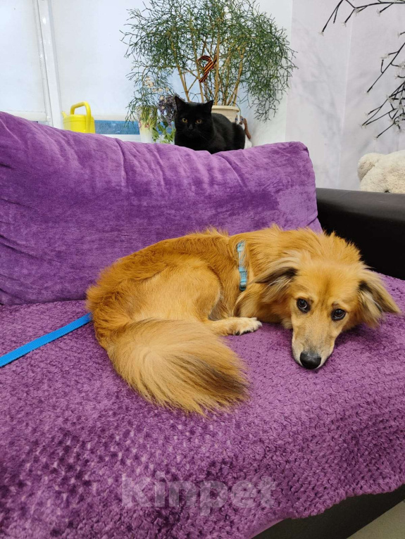 Собаки в Москве: Нежный пёс Рыжик ищет семью Мальчик, 12 руб. - фото 5