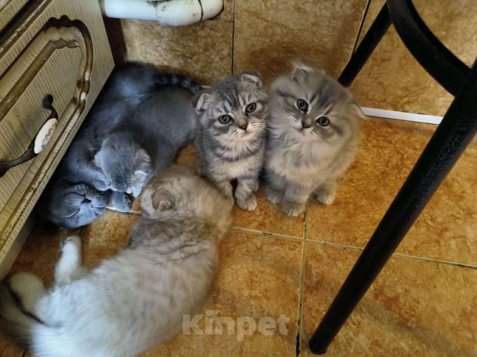 Кошки в других городах Московской области: шотландские вислоухие котята Девочка, 12 900 руб. - фото 1