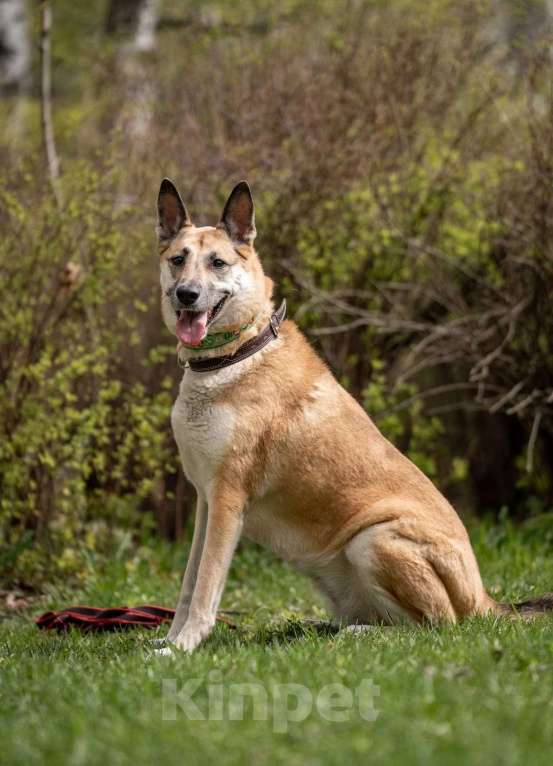 Собаки в Санкт-Петербурге: Надежная, умная, преданная и очень ласковая собакодруг Девочка, Бесплатно - фото 2