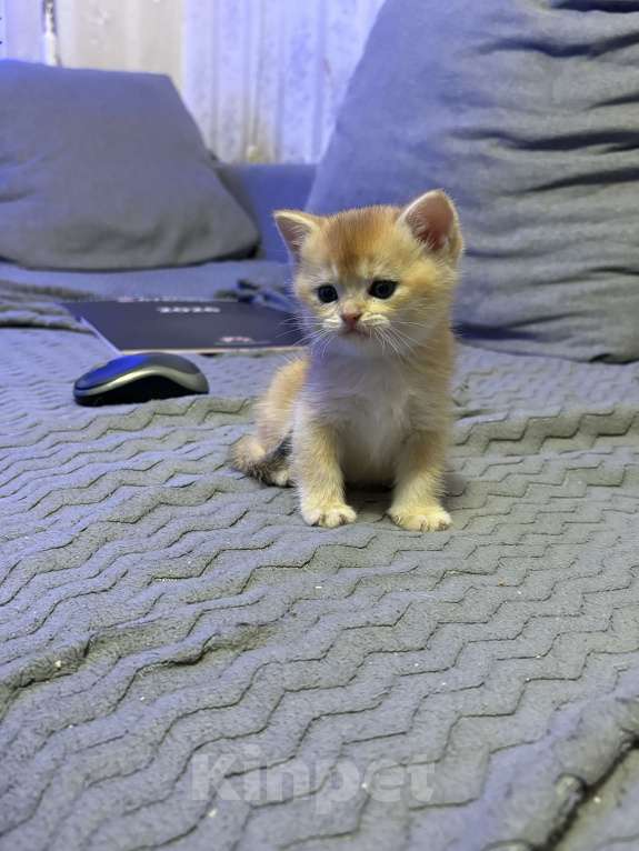 Кошки в Москве: Котенок британский. Мальчик  Мальчик, 18 000 руб. - фото 5