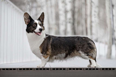 Вельш-корги-кардиган