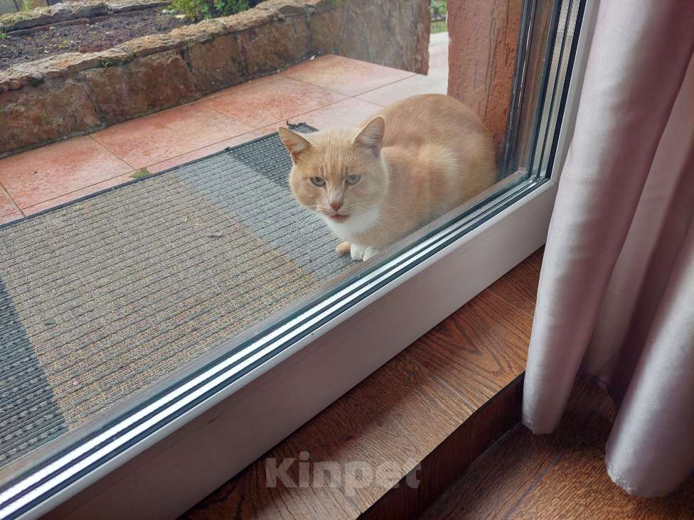 Кошки в других городах Ленинградской области: Найден котик Мальчик, Бесплатно - фото 1