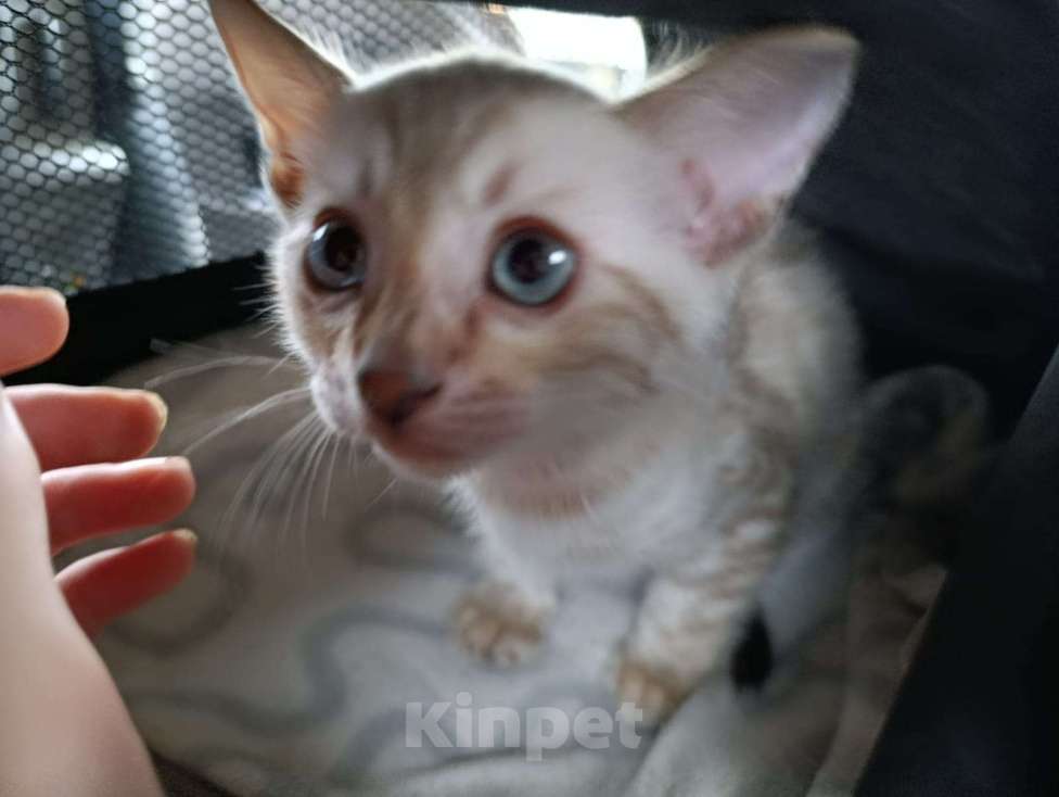 Кошки в Кемерово: Продам бенгальского котенка  Мальчик, 12 000 руб. - фото 3