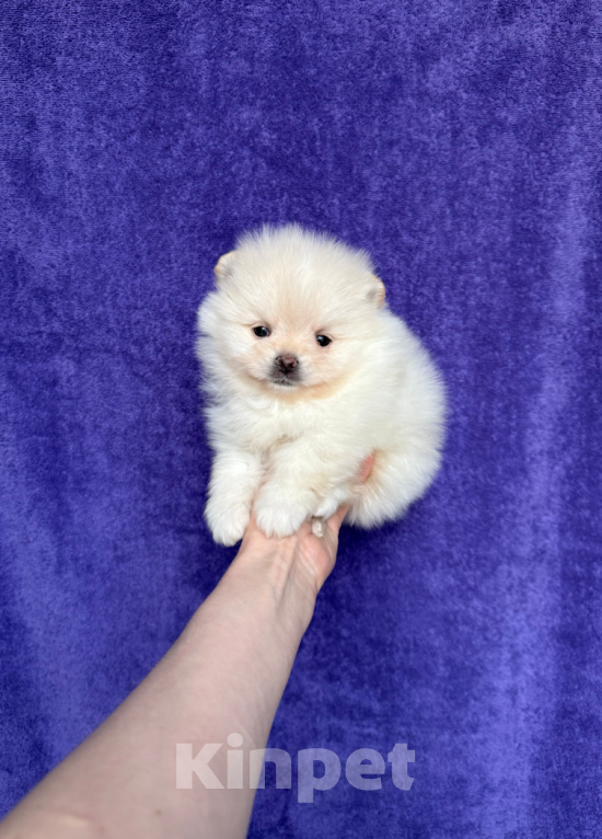 Собаки в Москве: Мальчик Мальчик, 30 000 руб. - фото 1