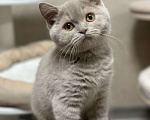 Кошки в Старом Осколе: Милый котик ищет владельца ( в качестве домашнего любимца) Мальчик, 60 000 руб. - фото 10