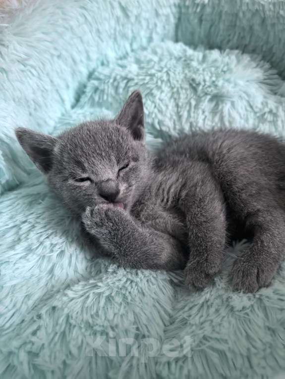 Кошки в Москве: Котята русской голубой Мальчик, 70 000 руб. - фото 6