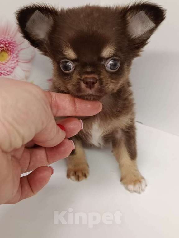 Собаки в других городах Московской области: Ленечка Мальчик, 40 000 руб. - фото 2