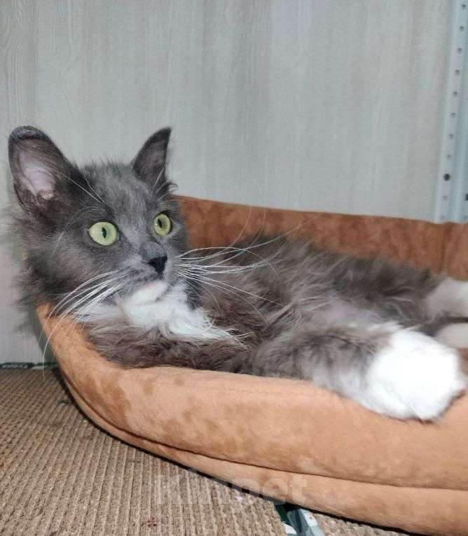 Кошки в Москве: Котенок Кейт в добрые руки Девочка, Бесплатно - фото 4