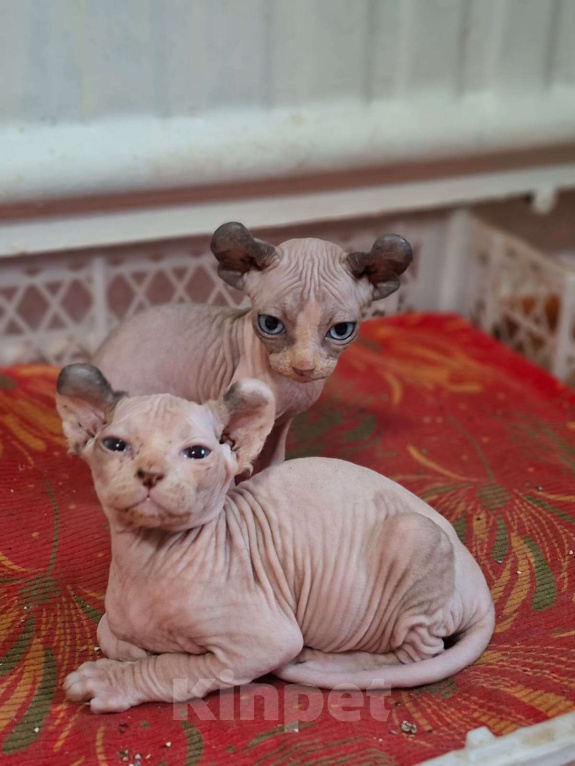 Кошки в других городах Ставропольского края: Канадский сфинкс эльф Девочка, 30 000 руб. - фото 1