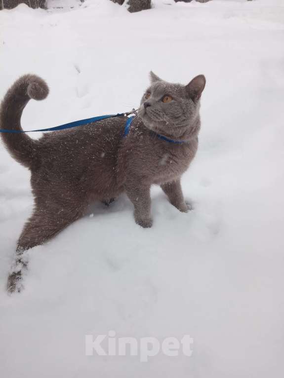 Кошки в Кашине: Пропал кот!!!  Мальчик, 1 руб. - фото 2