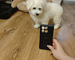 Собаки в Москве: Бишон фризе мини мальчик  Мальчик, 65 000 руб. - фото 2