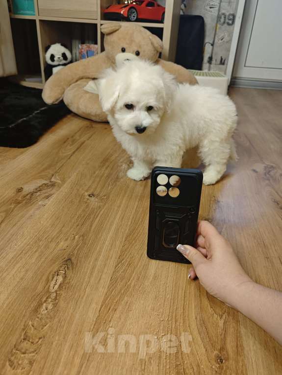 Собаки в Москве: Бишон фризе мини мальчик  Мальчик, 65 000 руб. - фото 2