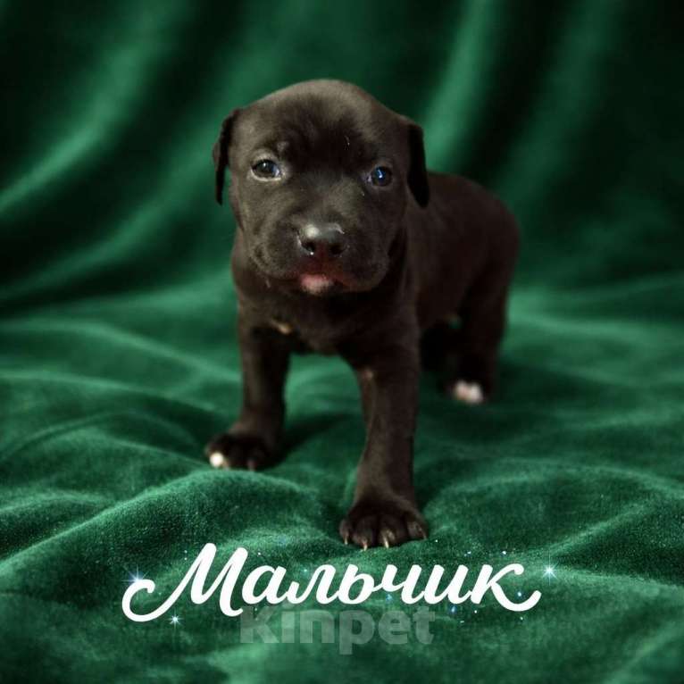 Собаки в Москве: Щенки Американского питбультерьера Мальчик, 40 руб. - фото 4