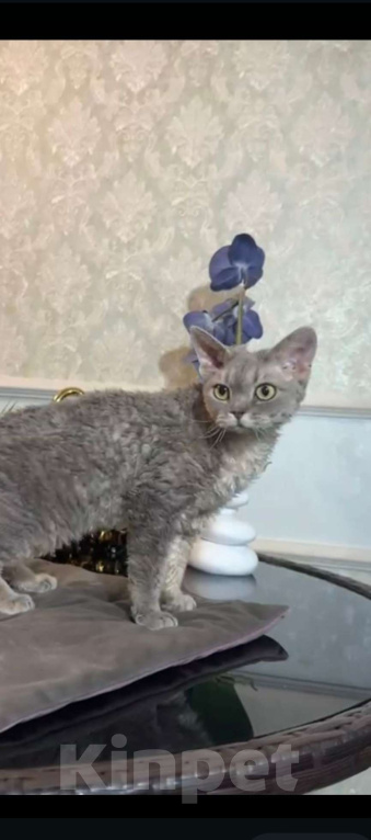 Кошки в Москве: Девон-рекс Девочка, 7 500 руб. - фото 2