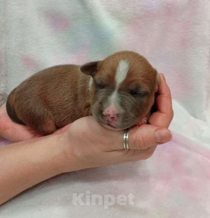 Собаки в Москве: Очаровательный мальчик амстаффа  Мальчик, 100 000 руб. - фото 3