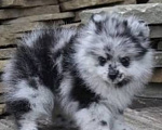 Собаки в Можайске: Щенки чихуахуа мини редкий окрас,. Русский той терьер мальчик лилово подпалый окрас,шпиц девочка Мальчик, Бесплатно - фото 2