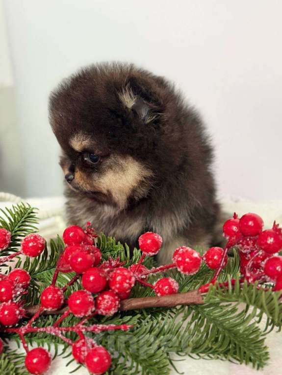 Собаки в Ростове-на-Дону: Щенок шпица Девочка, Бесплатно - фото 3