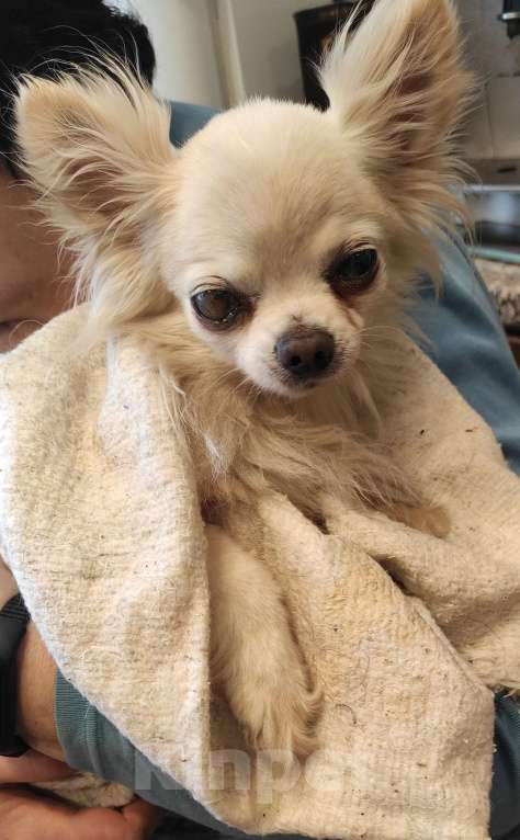 Собаки в других городах Тульской области: Найдена чихуахуа в Яснополянской больнице 4 января, проблема с глазами. Мальчик, Бесплатно - фото 2