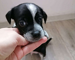 Собаки в Краснодаре: отдам щенка мальчика в любящие руки Мальчик, 1 руб. - фото 1