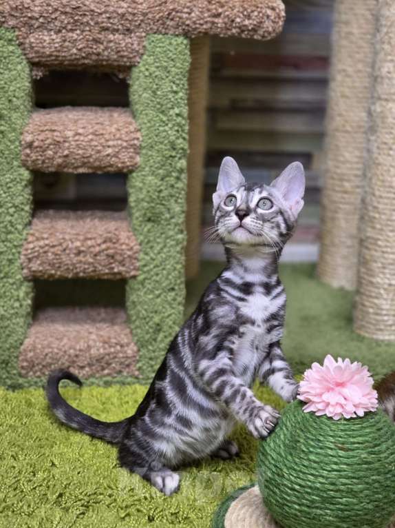 Кошки в Москве: Gabriel Benjoy Мальчик, 95 000 руб. - фото 2